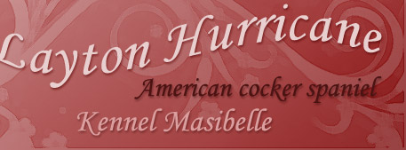 Kennel Masibelle - American cocker spaniel Layton Hurricane